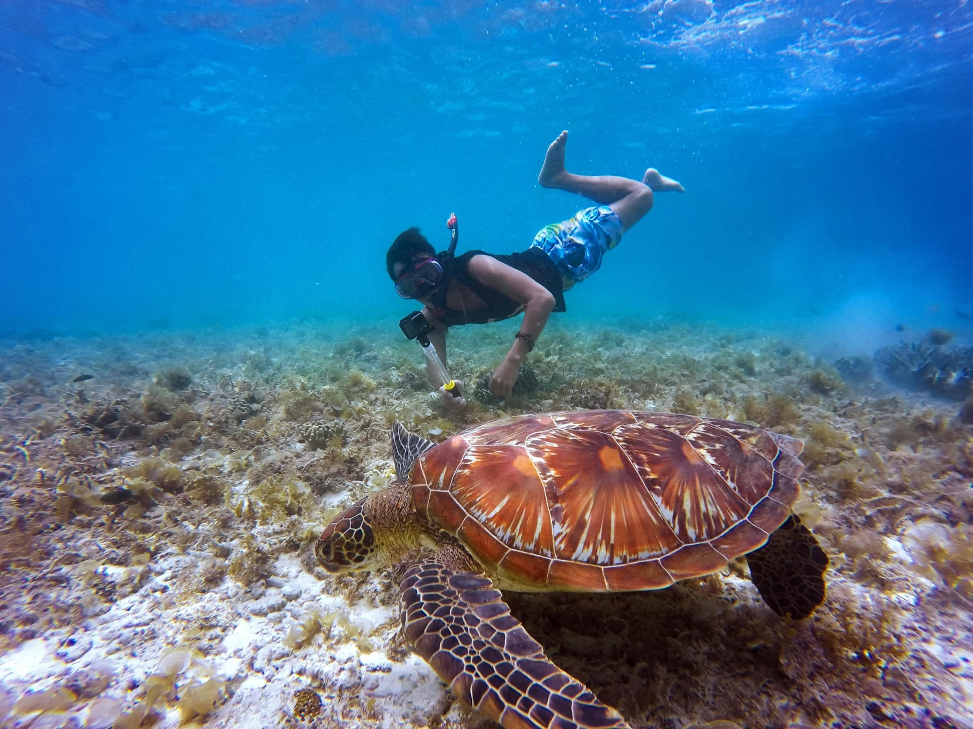 Snorkel Trail — boat rental in Lucaya, Grand Bahama